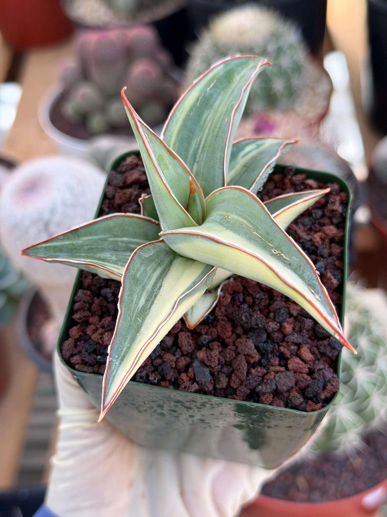 Variegated Sansevieria Lavranos #890 | Rare Snake Plant