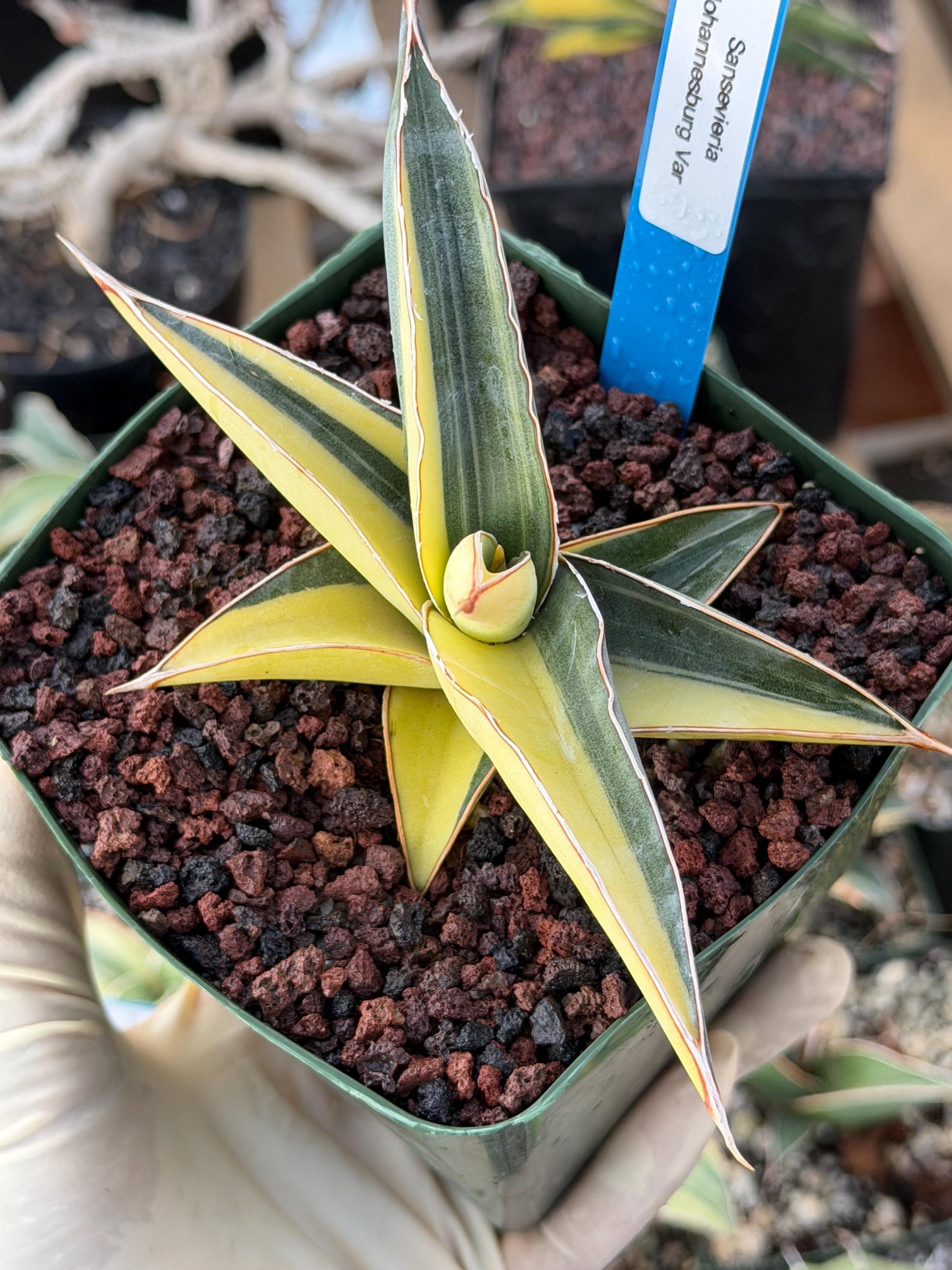 Variegated Sansevieria Johannesburg Rare Snake Plant – Exact Live Houseplant #908