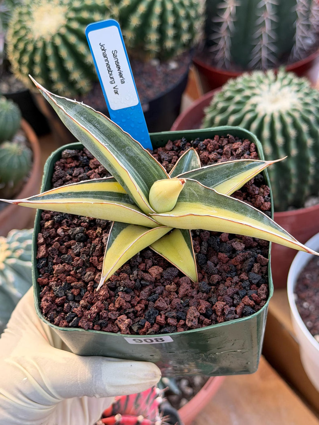 Variegated Sansevieria Johannesburg Rare Snake Plant – Exact Live Houseplant #908
