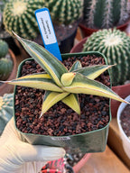 Variegated Sansevieria Johannesburg Rare Snake Plant – Exact Live Houseplant #908