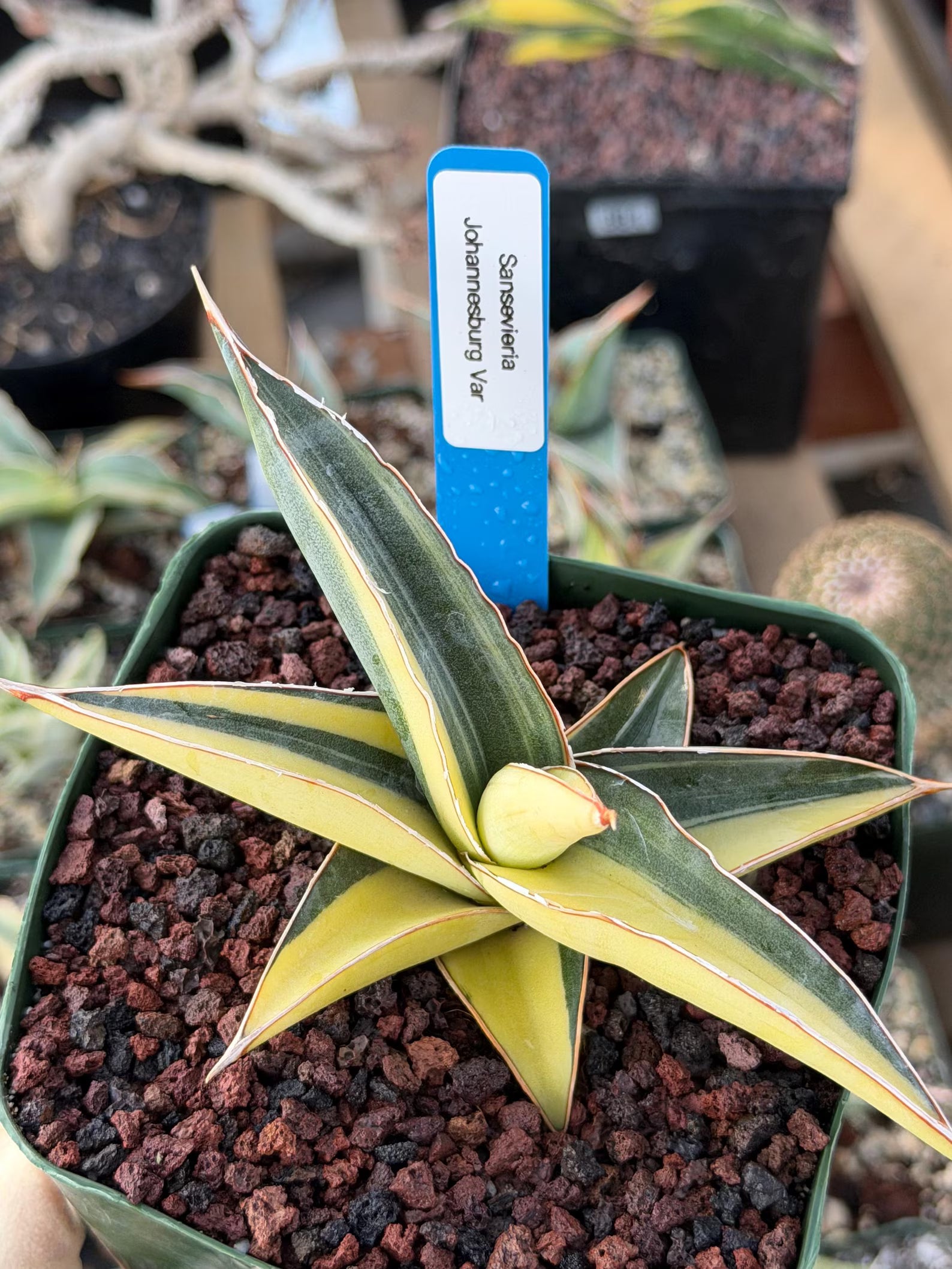 Variegated Sansevieria Johannesburg Rare Snake Plant – Exact Live Houseplant #908