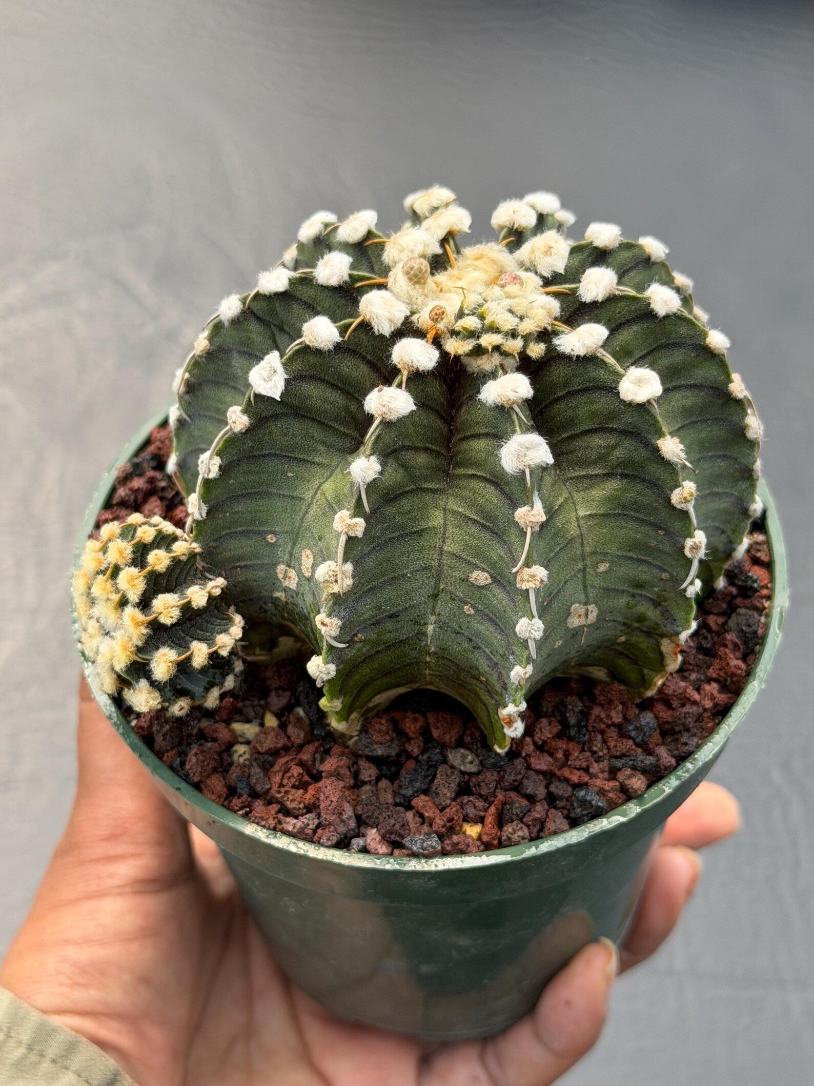 Gymnocalycium VOS1241 | Rare Collector Cactus | Live Succulent Plant
