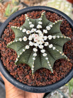 Gymnocalycium VOS1241 | Rare Collector Cactus | Live Succulent Plant