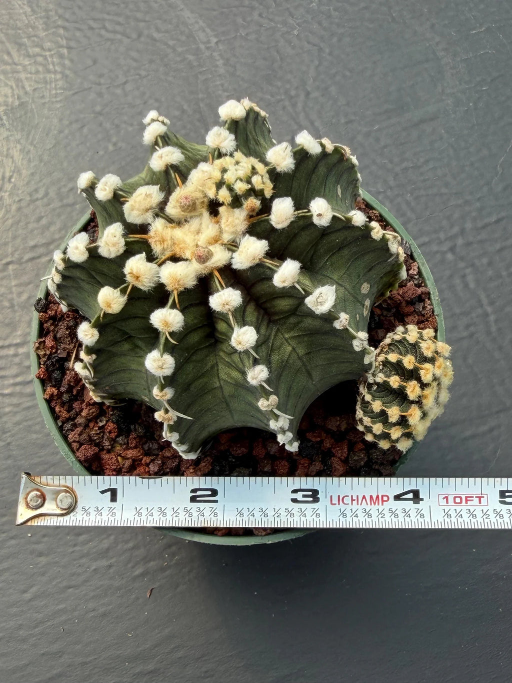 Gymnocalycium VOS1241 | Rare Collector Cactus | Live Succulent Plant