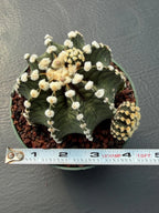Gymnocalycium VOS1241 | Rare Collector Cactus | Live Succulent Plant