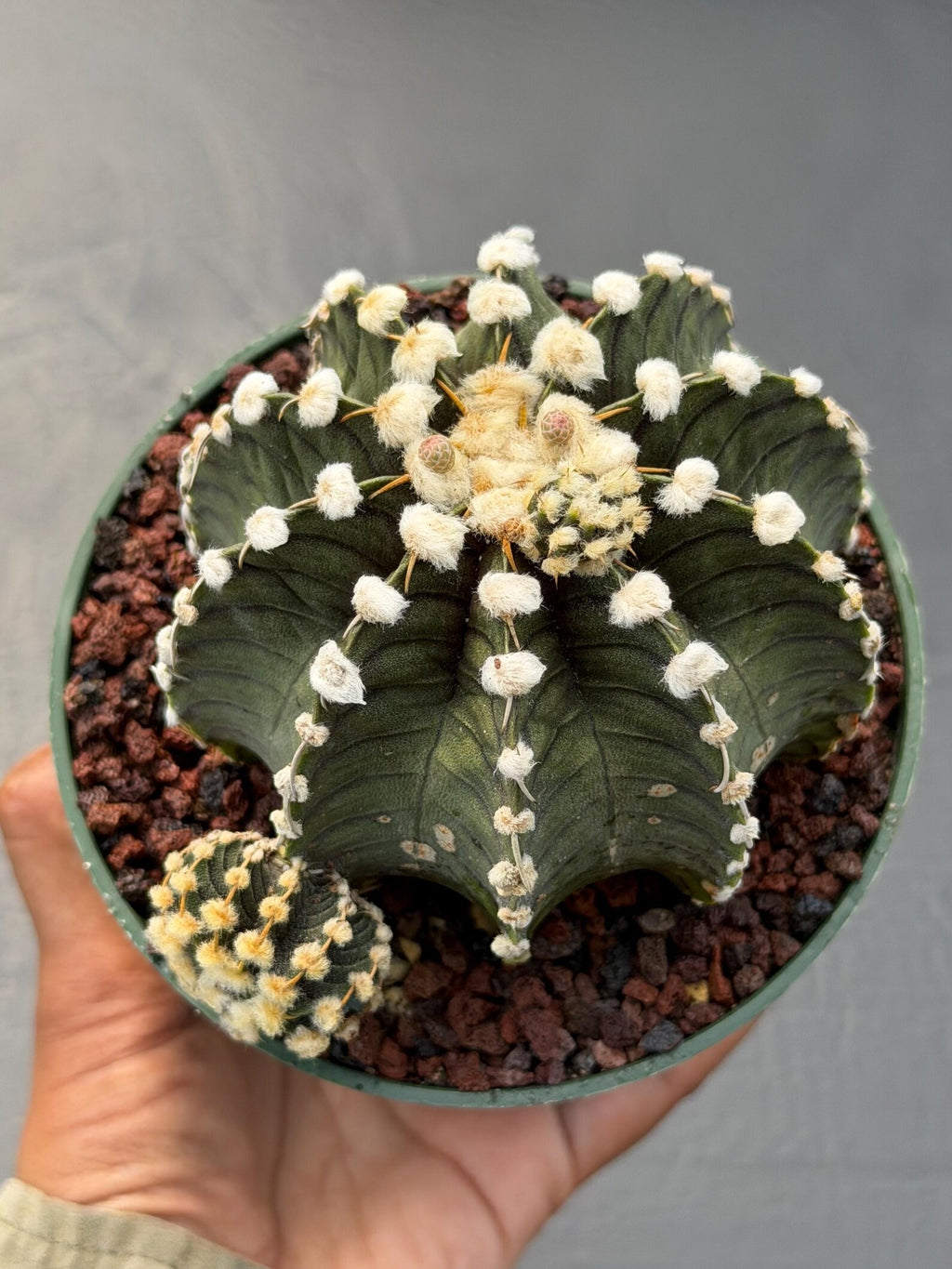 Gymnocalycium VOS1241 | Rare Collector Cactus | Live Succulent Plant