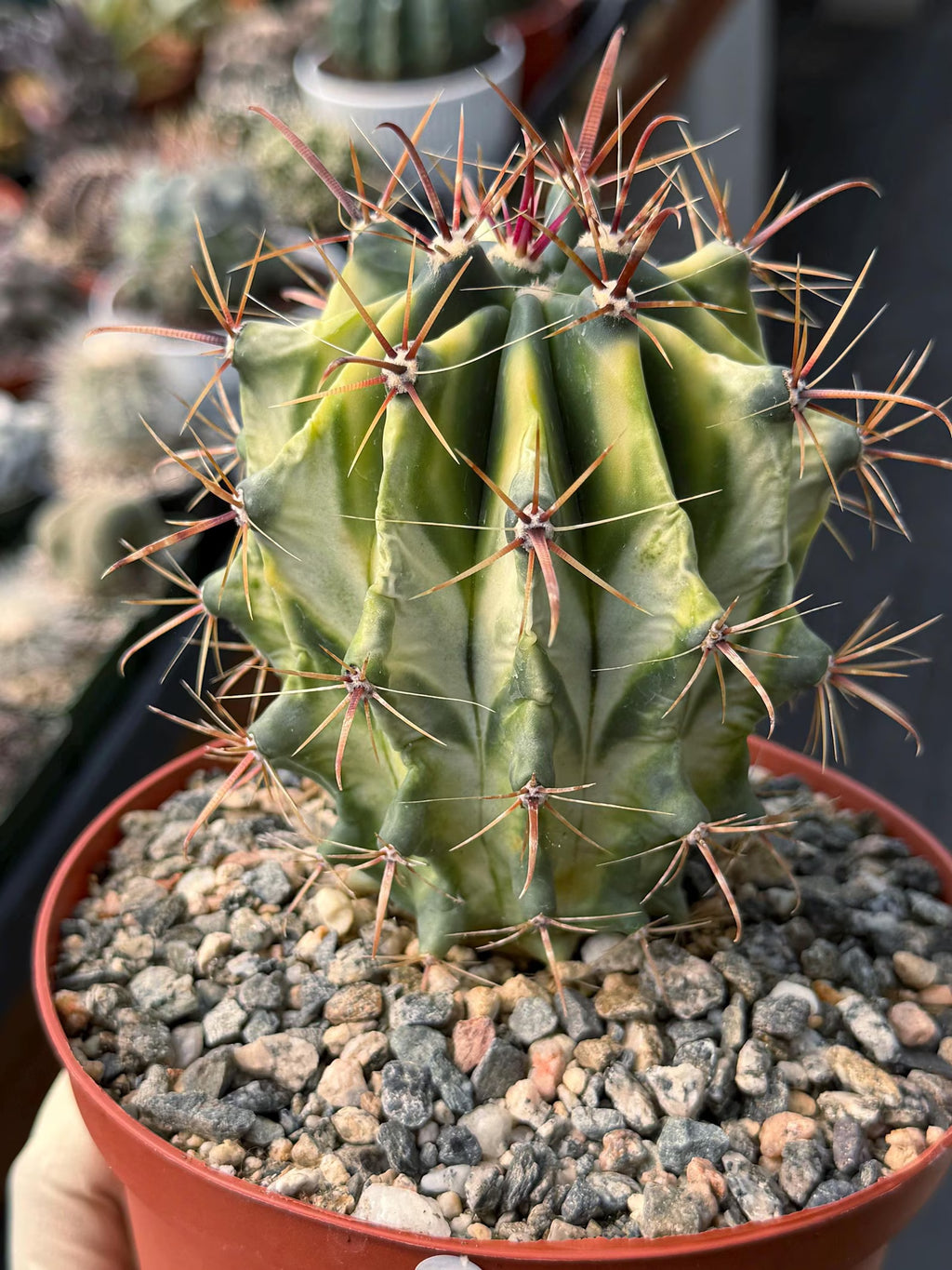 Variegated Ferocactus Gracilis Rare Large Cactus Live Plant