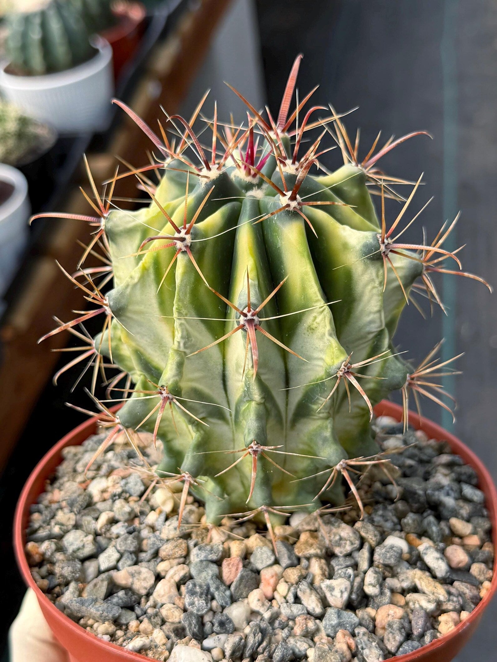 Variegated Ferocactus Gracilis Rare Large Cactus Live Plant