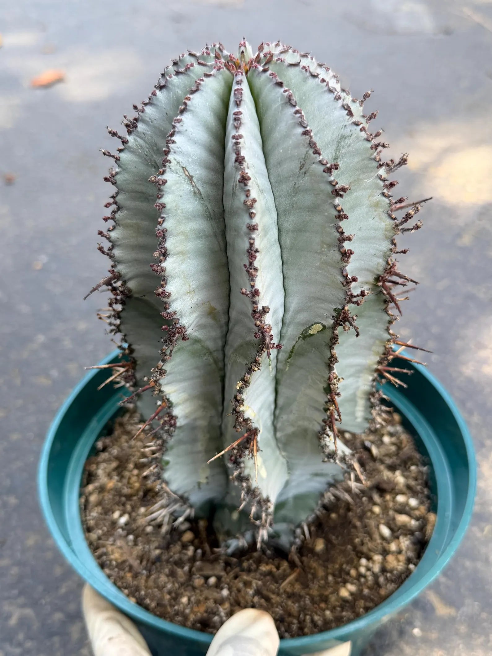 Euphorbia Snowflake Rare Blue Live Succulent – Exact Collector Plant #902