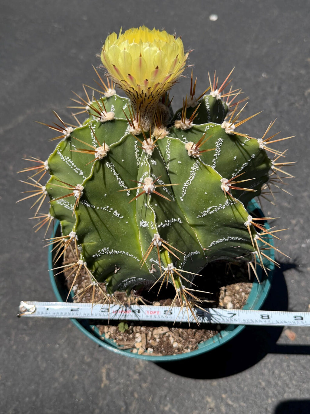 Large Astrophytum Ornatum #913 | Rare Collector Cactus