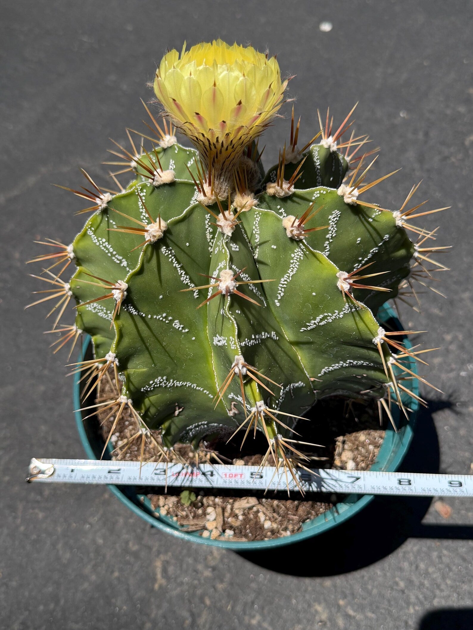 Large Astrophytum Ornatum #913 | Rare Collector Cactus