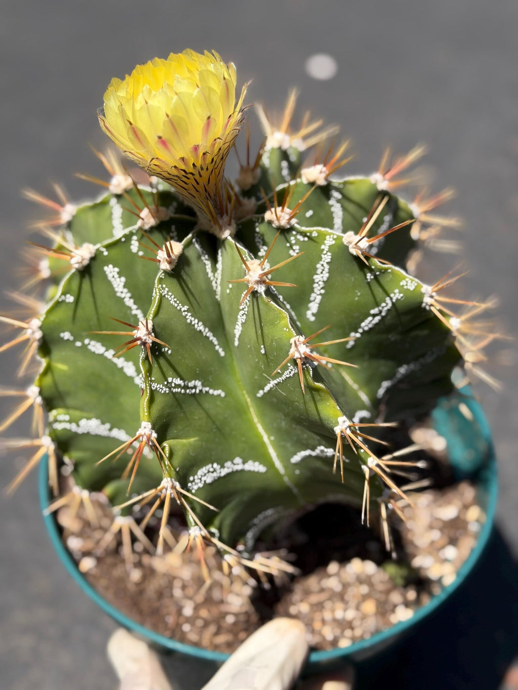 Large Astrophytum Ornatum #913 | Rare Collector Cactus