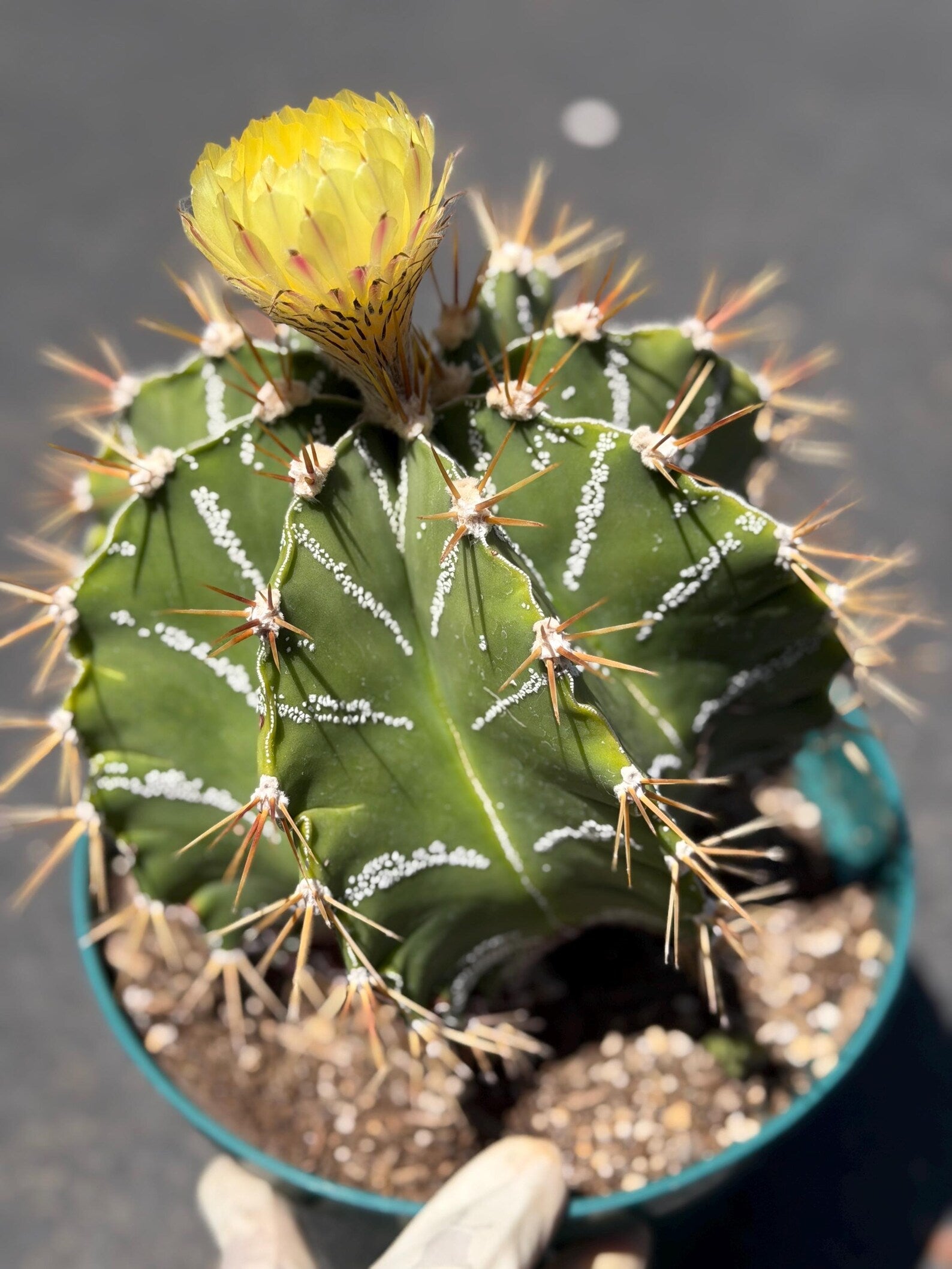 Large Astrophytum Ornatum #913 | Rare Collector Cactus