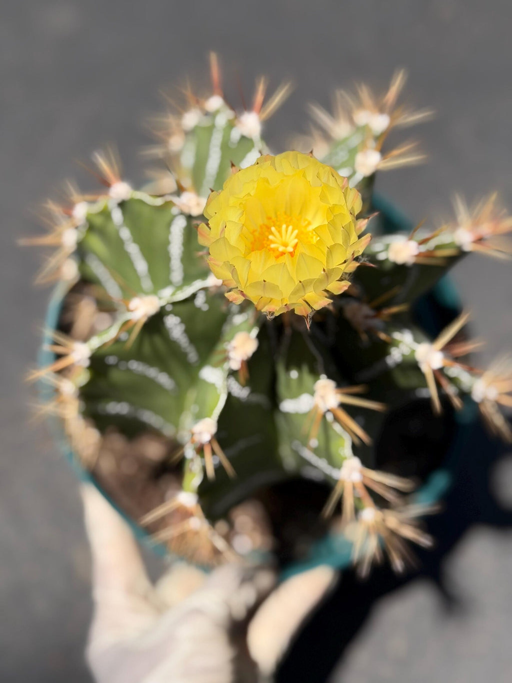 Large Astrophytum Ornatum #913 | Rare Collector Cactus