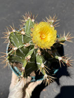 Large Astrophytum Ornatum #913 | Rare Collector Cactus