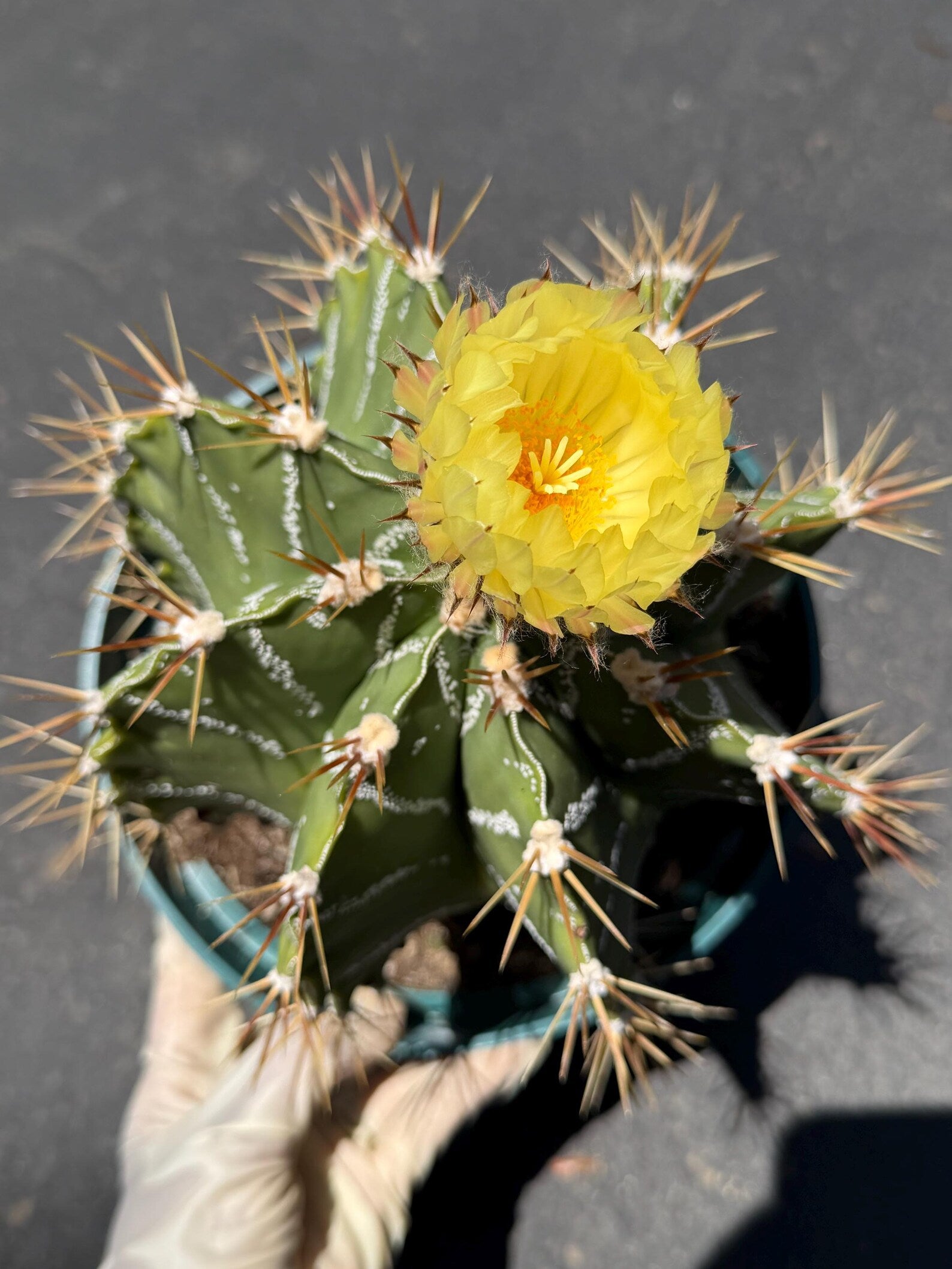 Large Astrophytum Ornatum #913 | Rare Collector Cactus