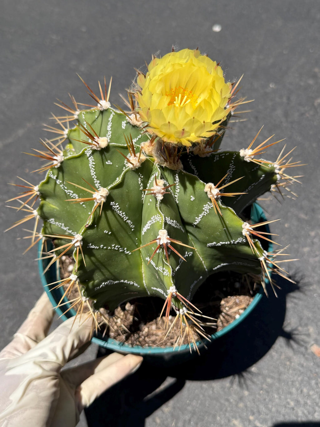Large Astrophytum Ornatum #913 | Rare Collector Cactus