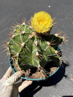 Large Astrophytum Ornatum #913 | Rare Collector Cactus