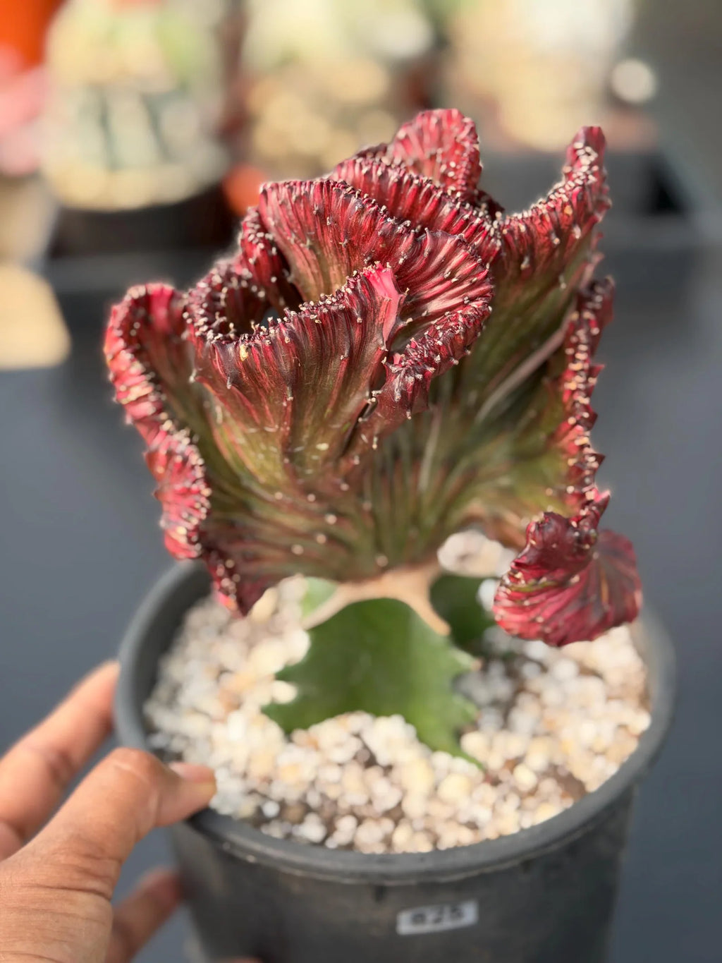 Dark Pink Crested Coral Cactus | Rare Grafted Euphorbia Lactea Live Plant #825