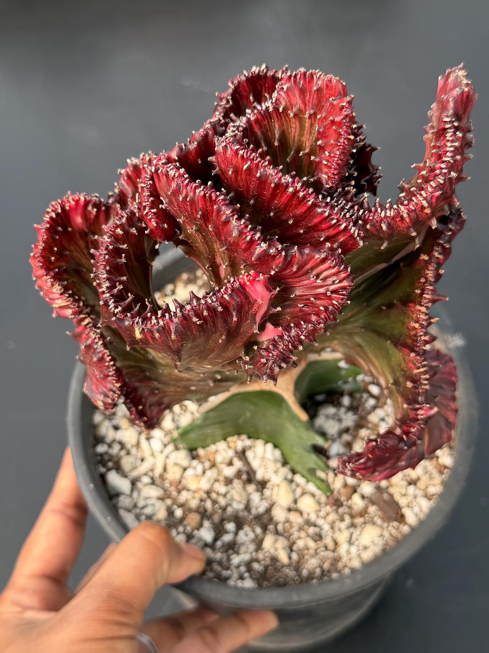 Dark Pink Crested Coral Cactus | Rare Grafted Euphorbia Lactea Live Plant #825