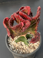 Dark Pink Crested Coral Cactus | Rare Grafted Euphorbia Lactea Live Plant #825