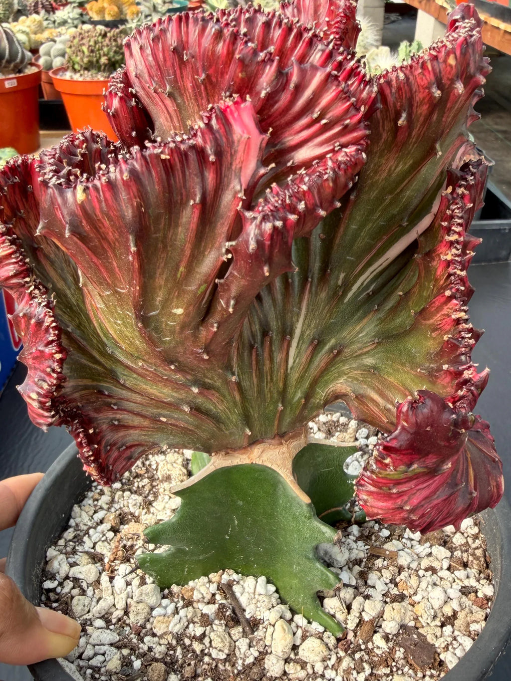 Dark Pink Crested Coral Cactus | Rare Grafted Euphorbia Lactea Live Plant #825