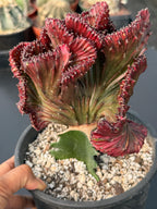 Dark Pink Crested Coral Cactus | Rare Grafted Euphorbia Lactea Live Plant #825