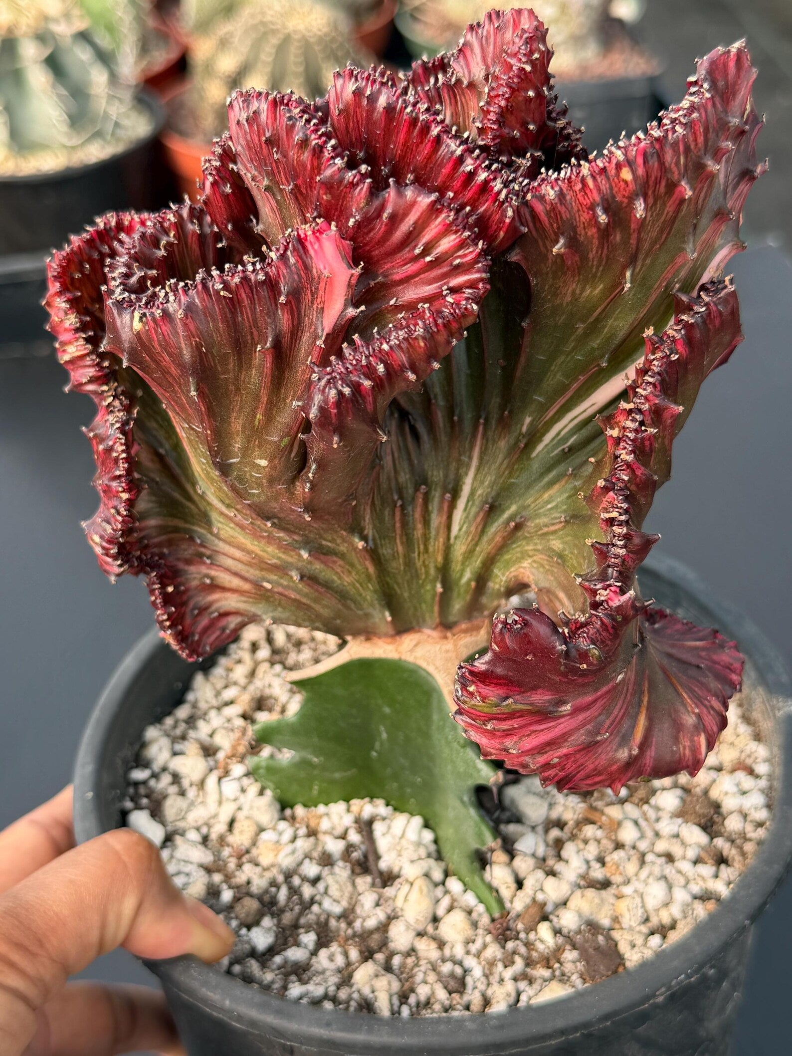 Dark Pink Crested Coral Cactus | Rare Grafted Euphorbia Lactea Live Plant #825