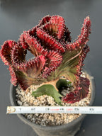 Dark Pink Crested Coral Cactus | Rare Grafted Euphorbia Lactea Live Plant #825