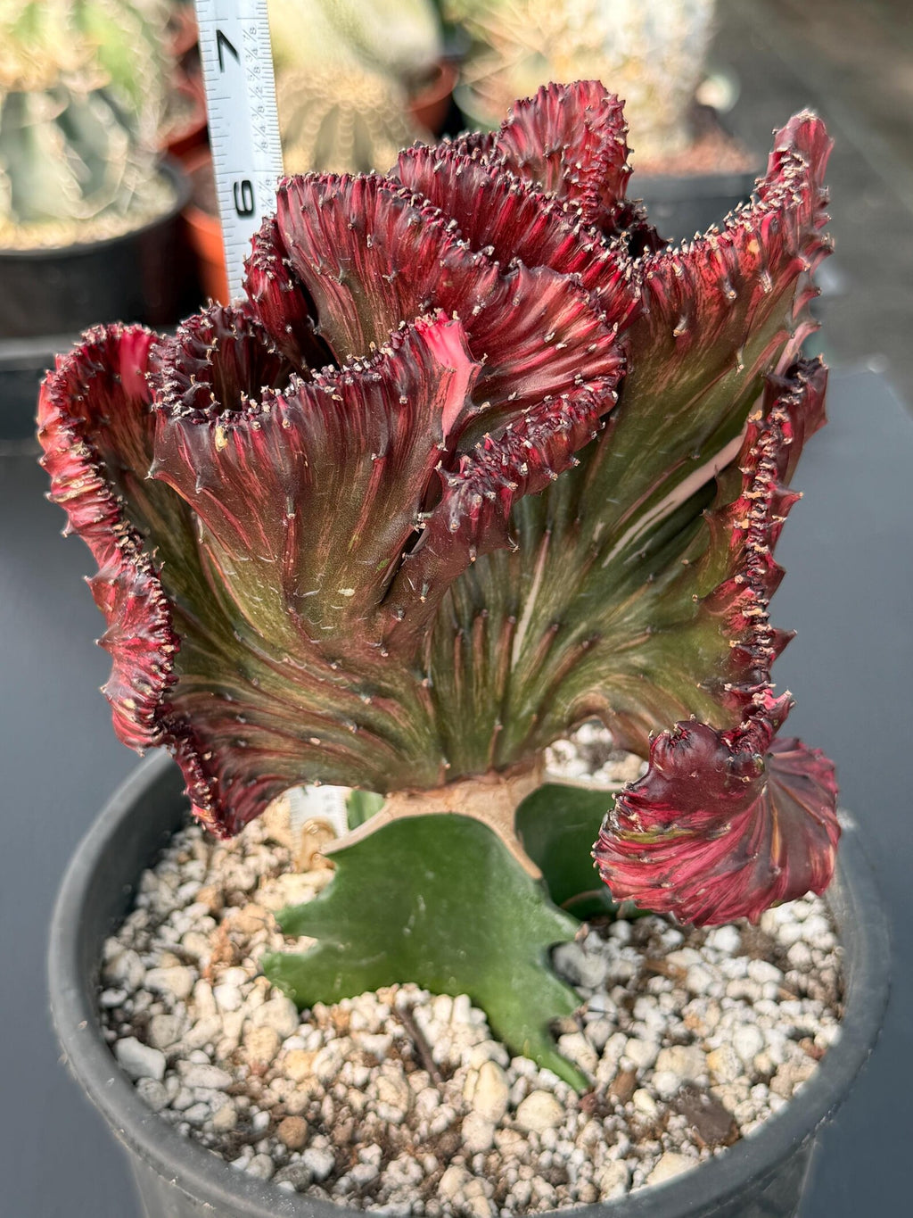 Dark Pink Crested Coral Cactus | Rare Grafted Euphorbia Lactea Live Plant #825