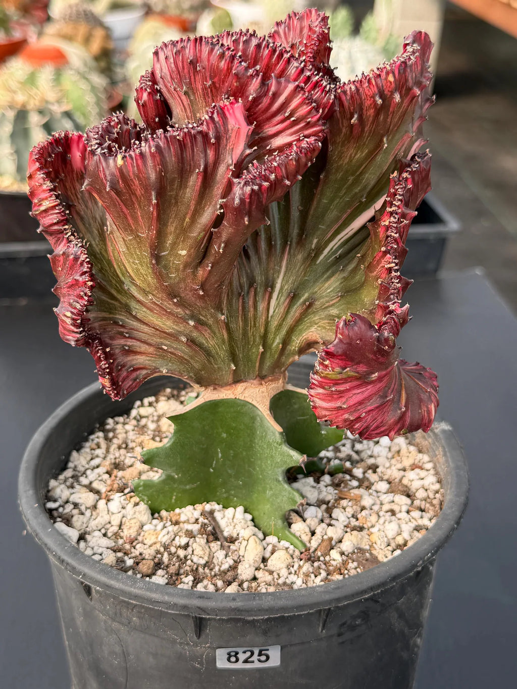 Dark Pink Crested Coral Cactus | Rare Grafted Euphorbia Lactea Live Plant #825