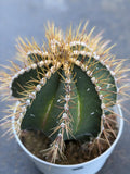 8” Astrophytum Ornatum Large | Rare Plant | Live Cactus