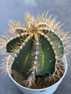8” Astrophytum Ornatum Large | Rare Plant | Live Cactus