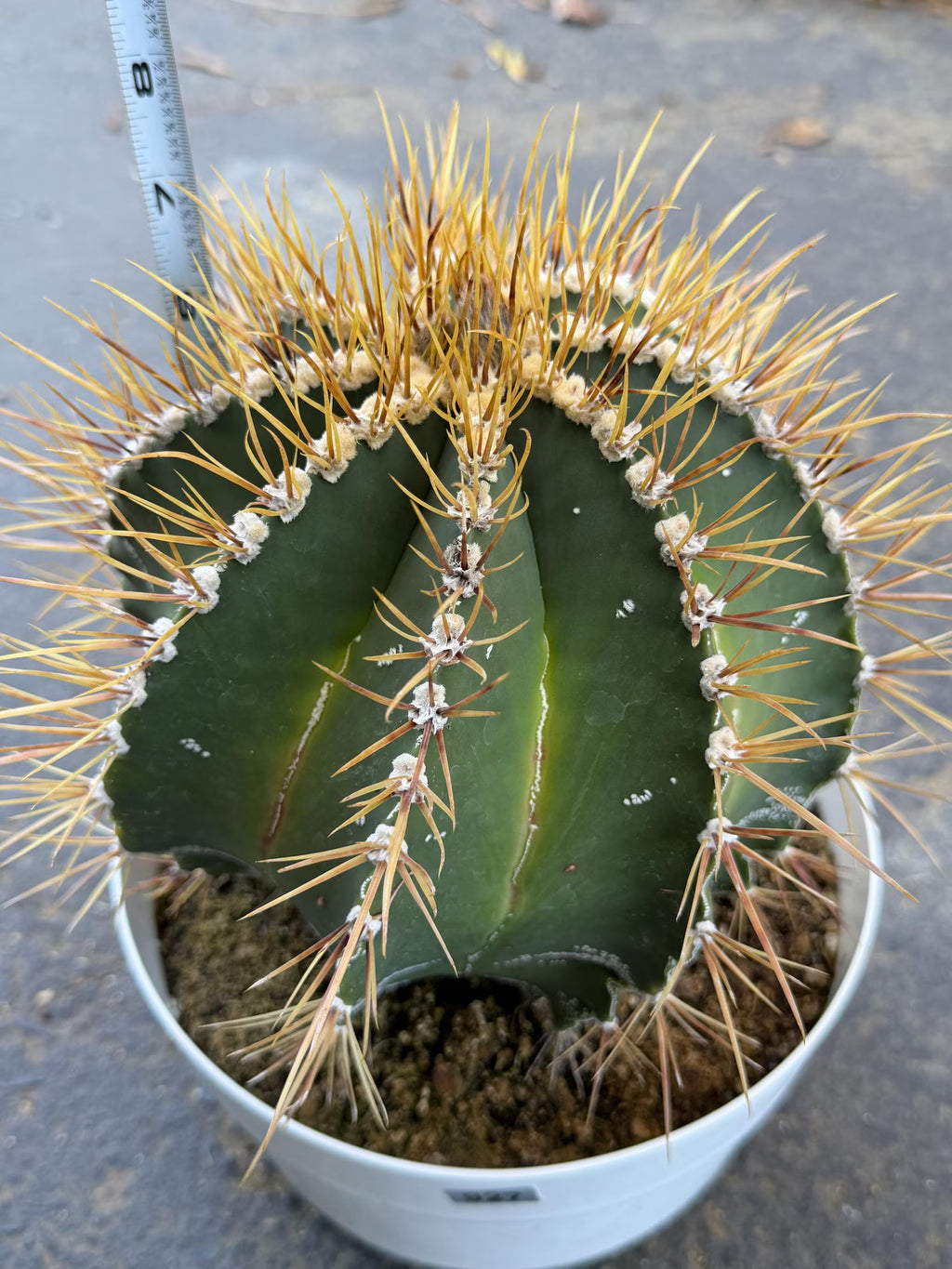 Large Astrophytum Ornatum Cactus 8-Inch | Rare Live Cactus #927