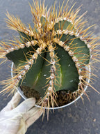 Large Astrophytum Ornatum Cactus 8-Inch | Rare Live Cactus #927