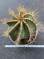 8” Astrophytum Ornatum Large | Rare Plant | Live Cactus
