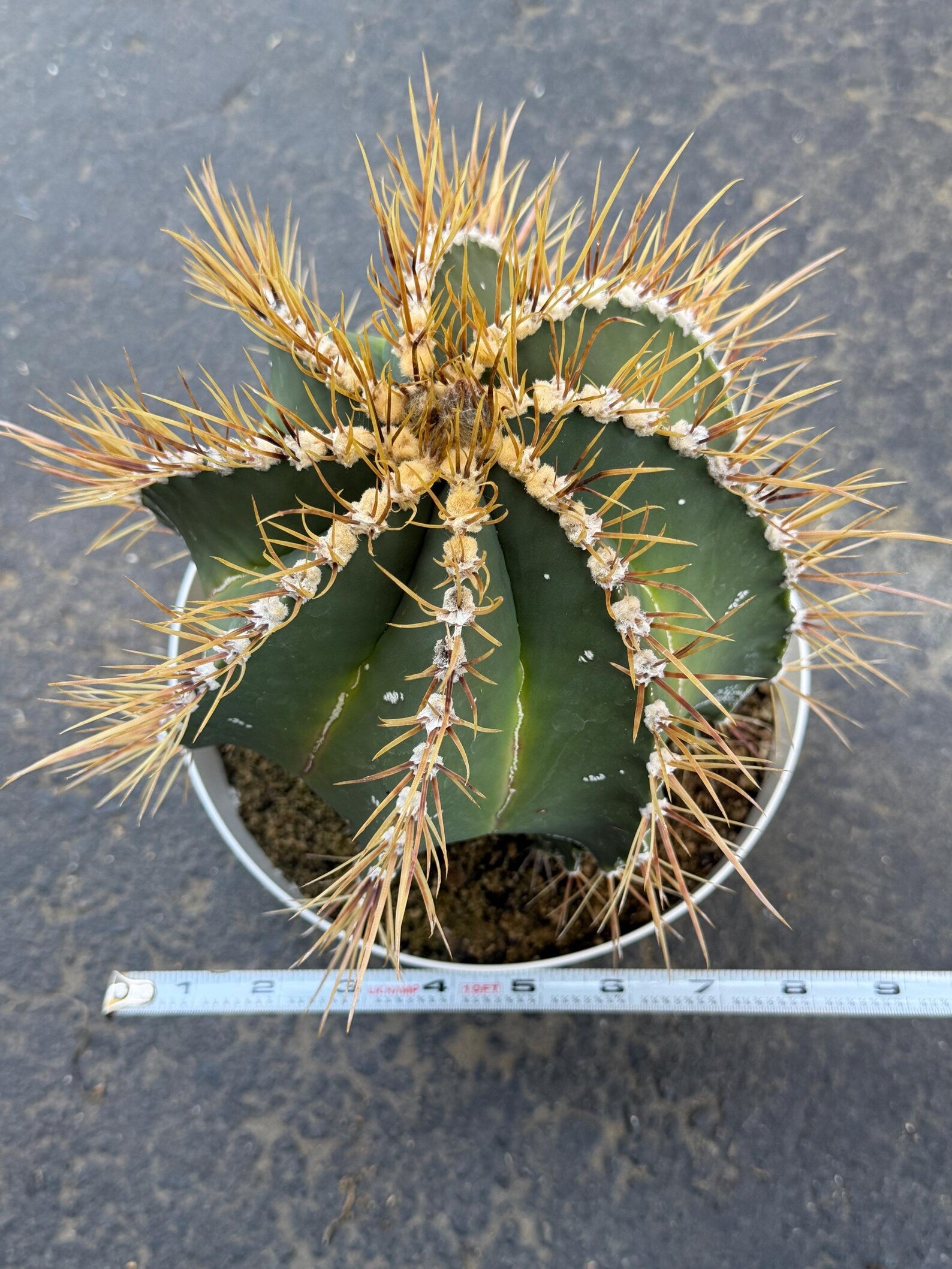 8” Astrophytum Ornatum Large | Rare Plant | Live Cactus