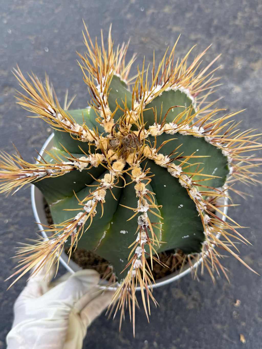 Large Astrophytum Ornatum Cactus 8-Inch | Rare Live Cactus #927