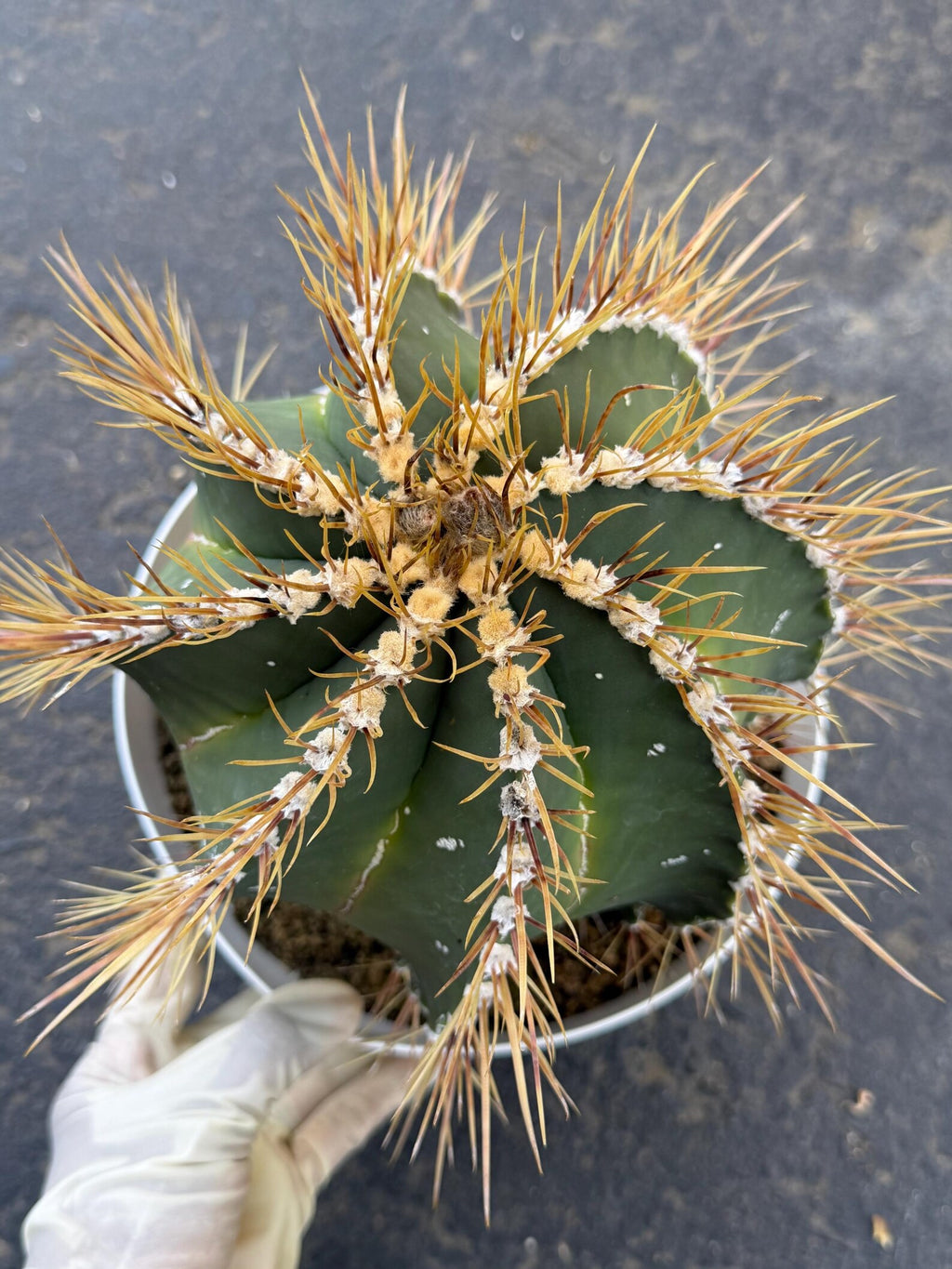8” Astrophytum Ornatum Large | Rare Plant | Live Cactus