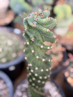 Spiral Columnar Cactus Rare Live Plant – 18" Tall Exact Plant #922