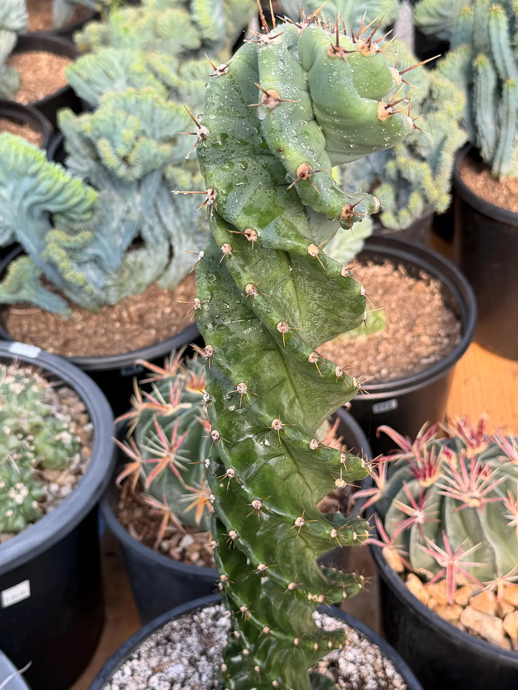 Spiral Columnar Cactus Rare Live Plant – 18" Tall Exact Plant #922