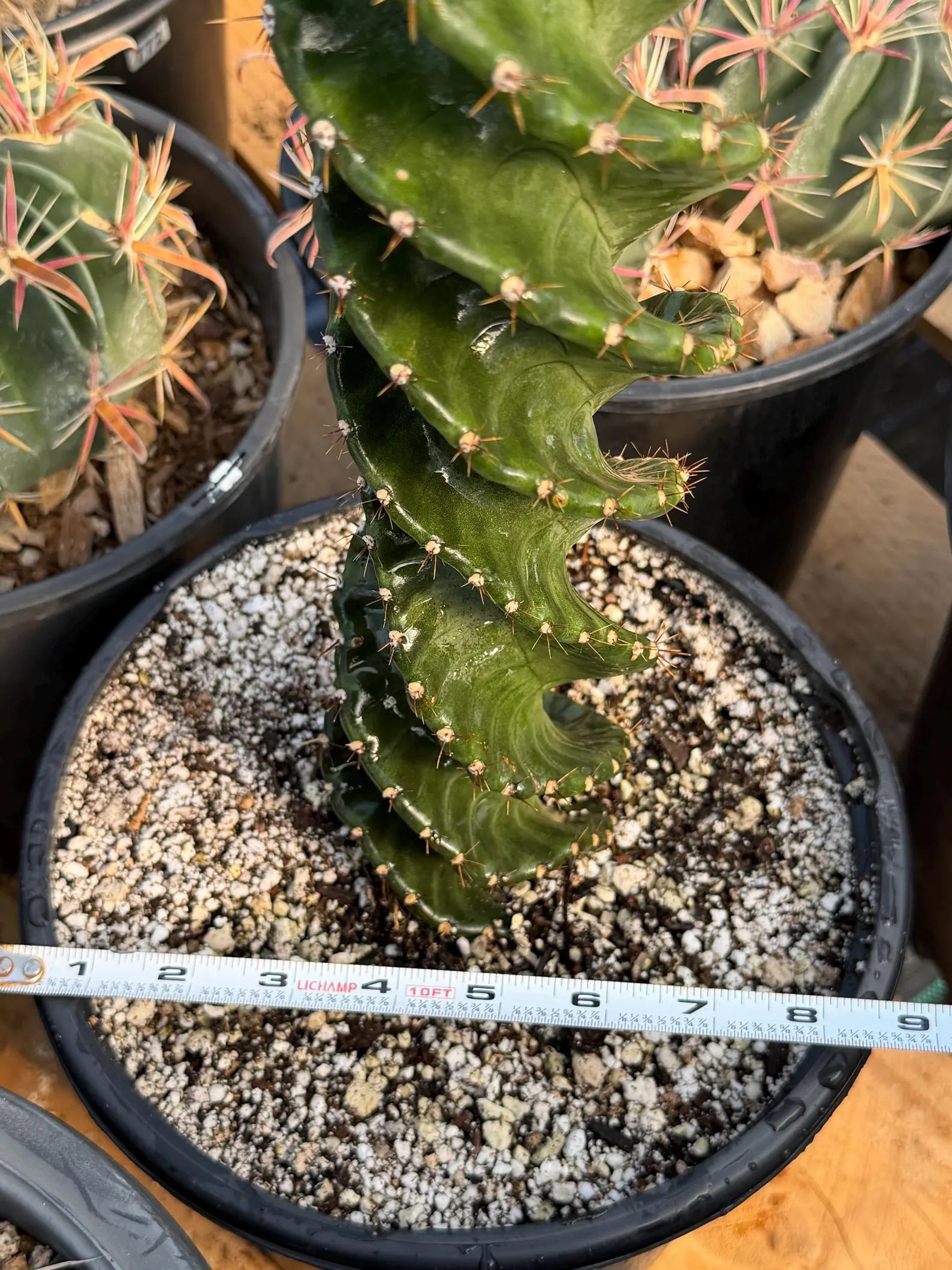 Spiral Columnar Cactus Rare Live Plant – 18" Tall Exact Plant #922