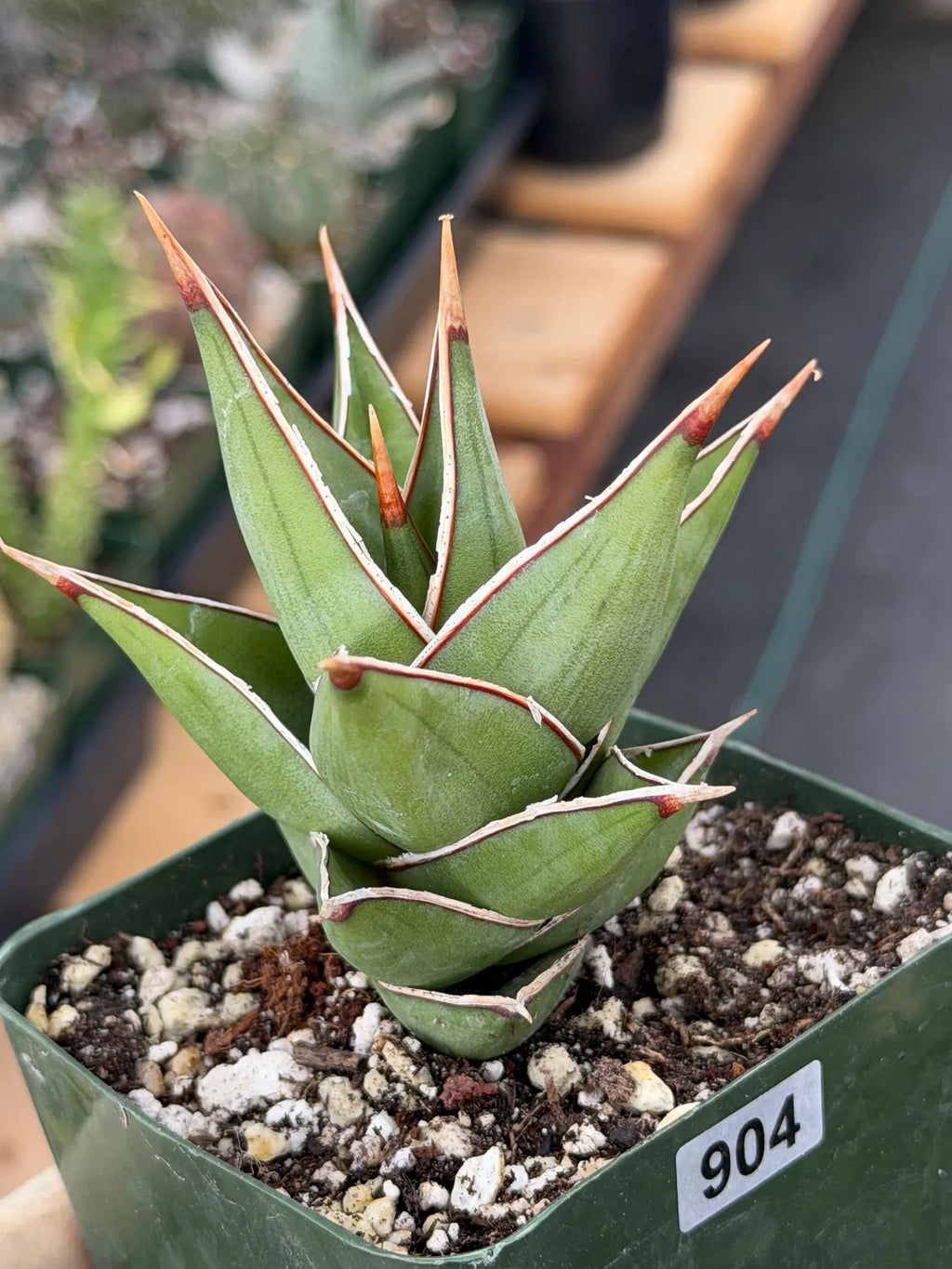 Variegated Sansevieria Pinguicula Live Plant #904
