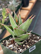 Variegated Sansevieria Pinguicula Live Plant #904