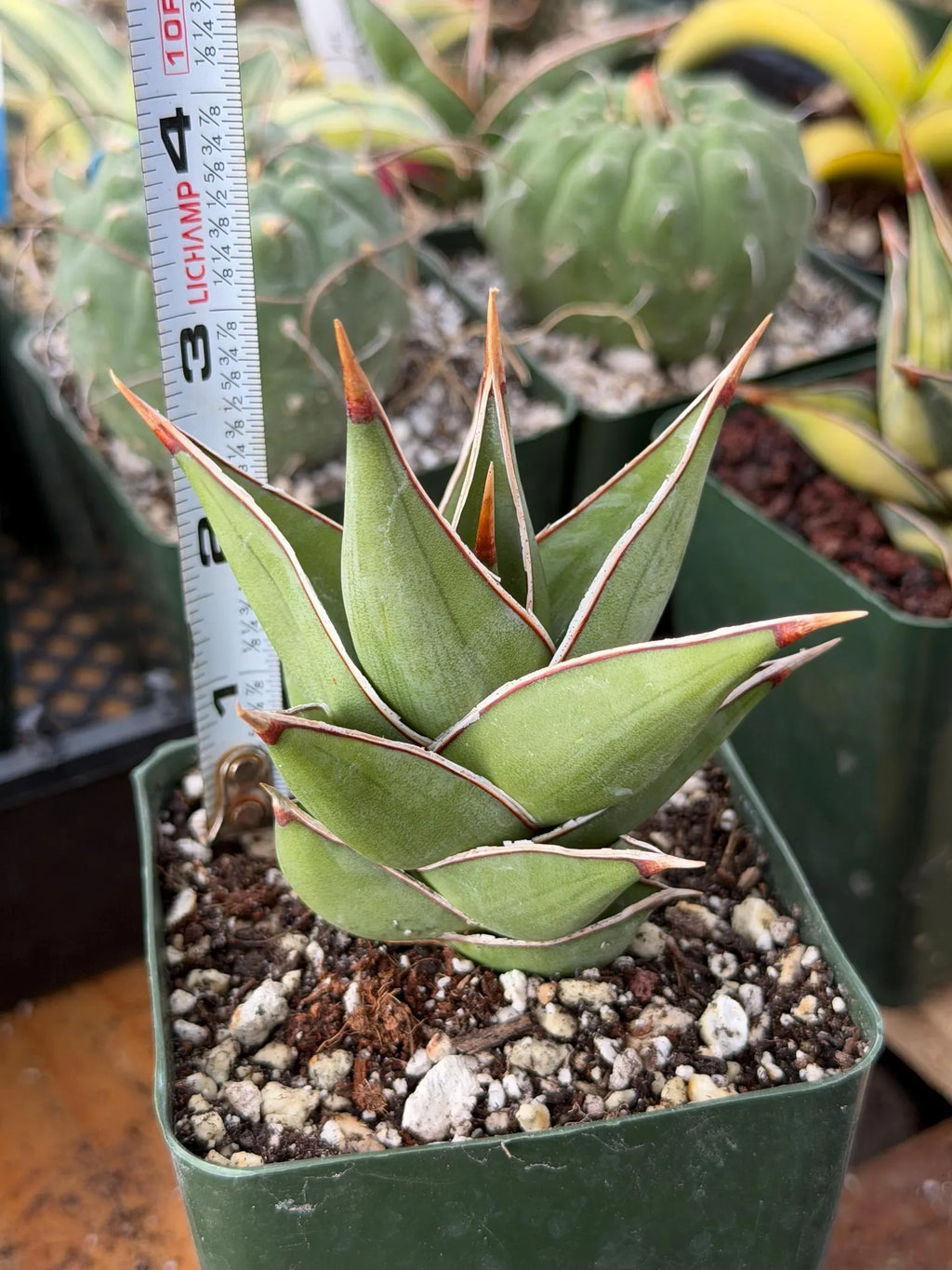 Variegated Sansevieria Pinguicula Live Plant #904