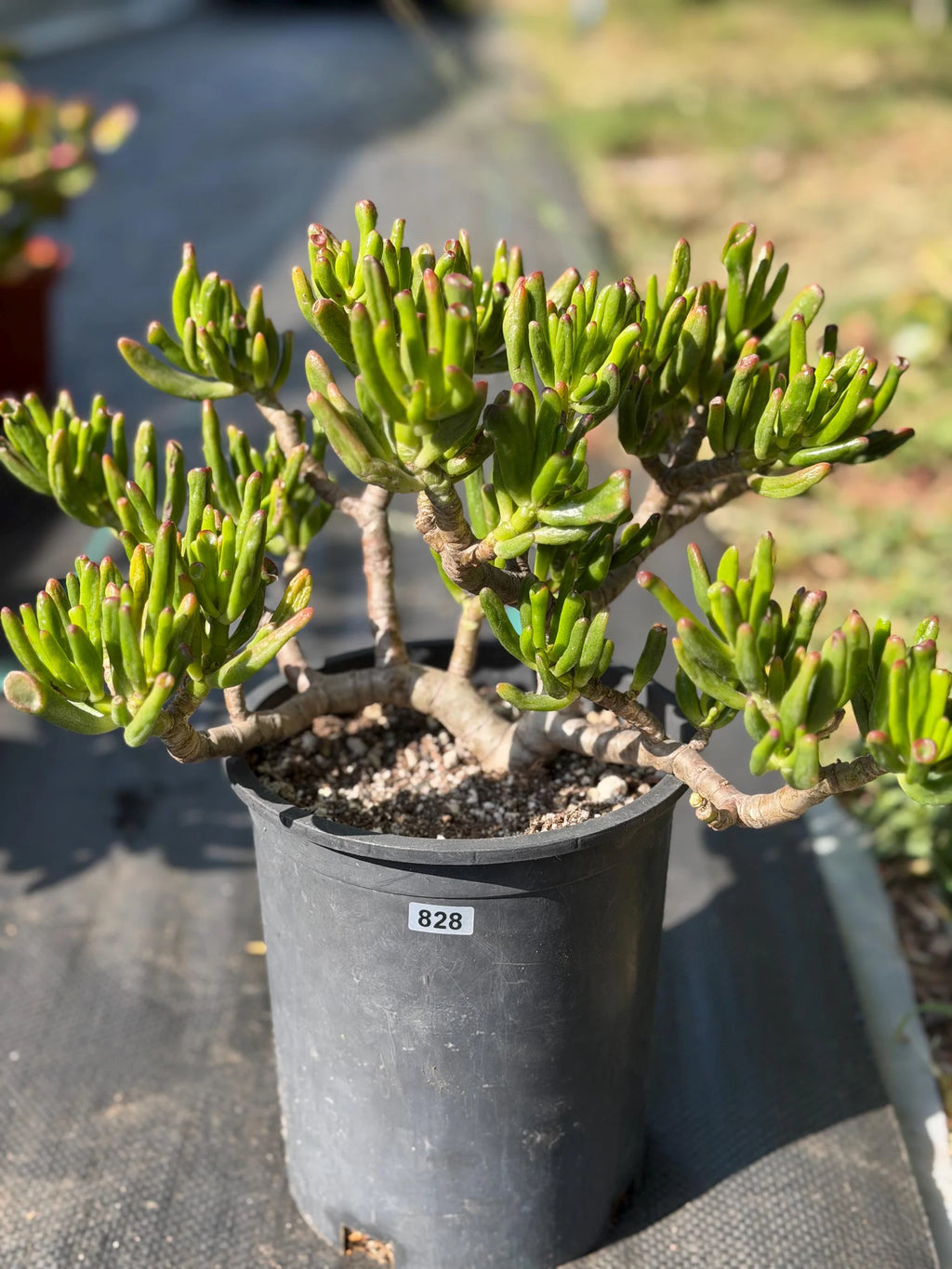 Bonsai Jade Tree (Crassula ovata) – Hardy Live Succulent Plant with Established Roots