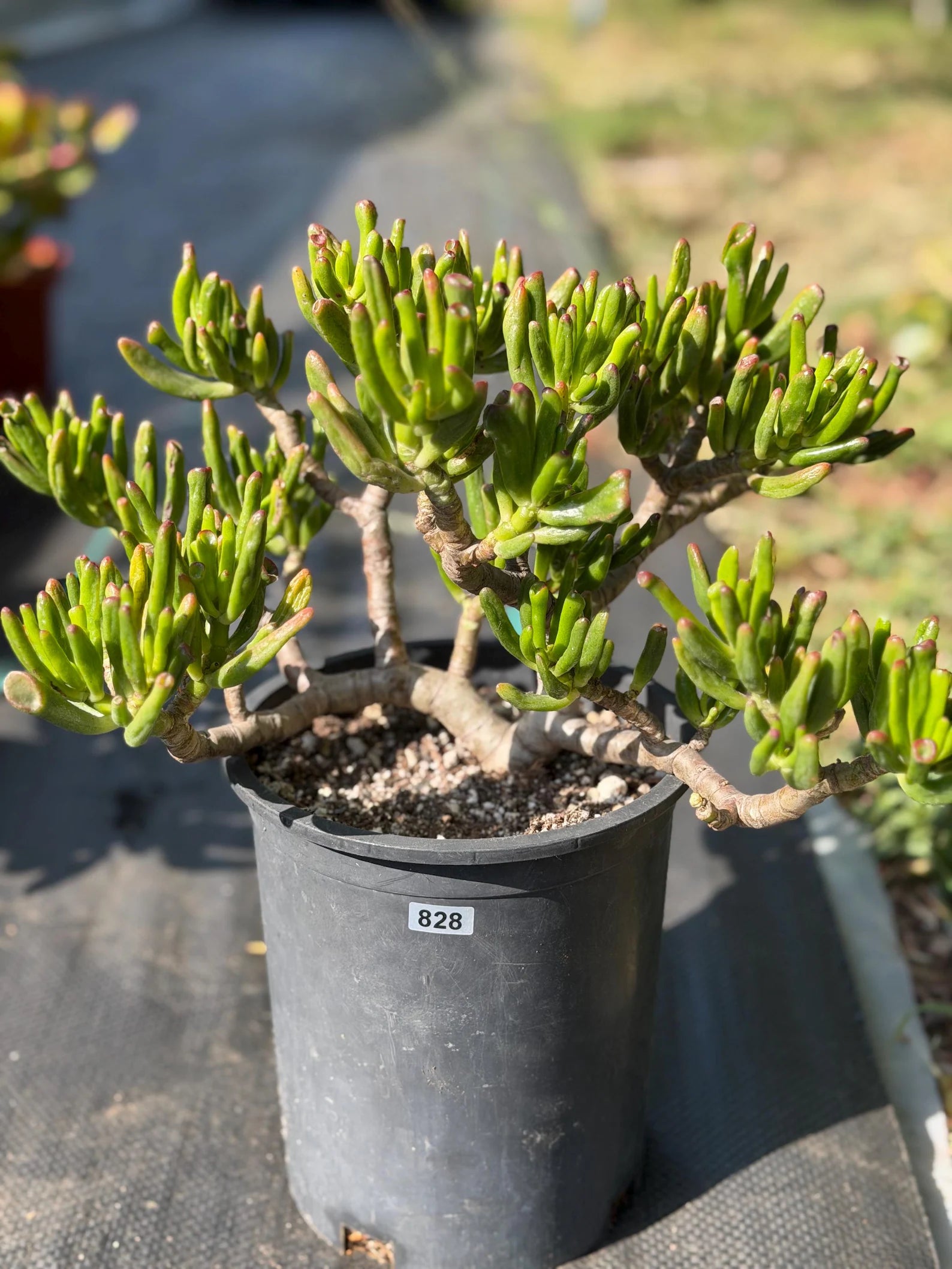 Bonsai Jade Tree (Crassula ovata) – Hardy Live Succulent Plant with Established Roots