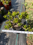 Bonsai Jade Tree (Crassula ovata) – Hardy Live Succulent Plant with Established Roots
