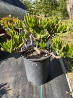 Bonsai Jade Tree (Crassula ovata) – Hardy Live Succulent Plant with Established Roots