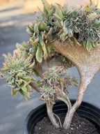 Crested Aeonium Sunburst | Large Live Succulent